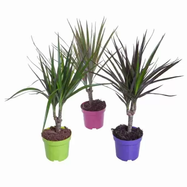 Драцена маргината Биколор 1 ст