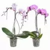 Фаленопсис Микс пальма 2 ст