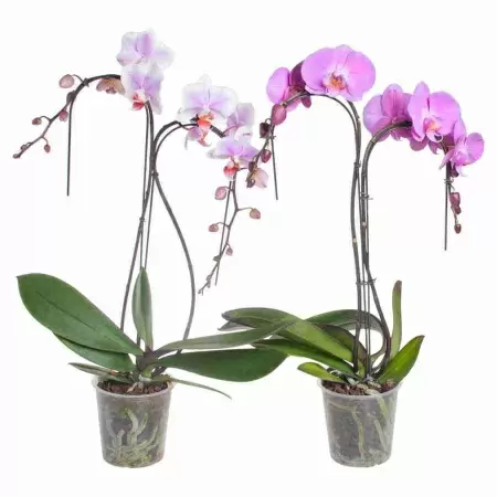 Фаленопсис Микс пальма 2 ст