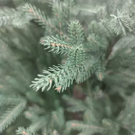 Ель новогодняя искусственная  Ель новогодняя искусственная