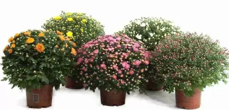 Хризантема Шар микс