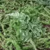 Искусственный самшит для декора Искусственный самшит для декора