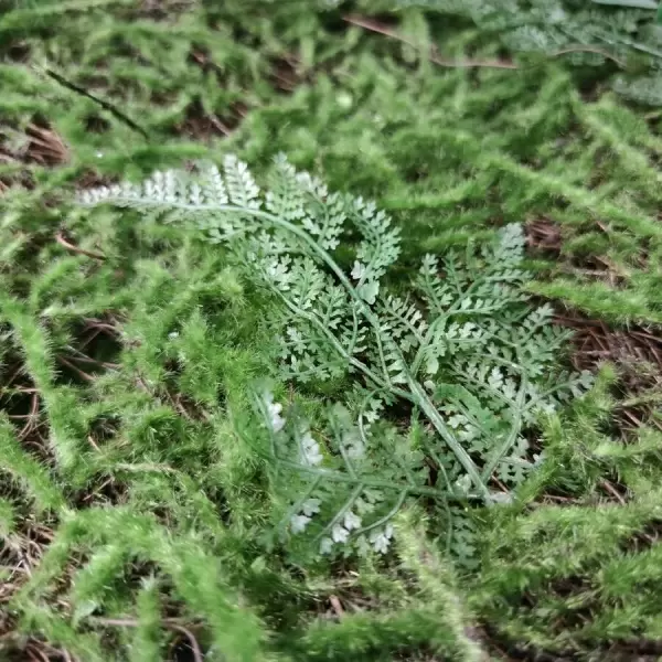 Искусственный самшит для декора
