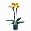 Фаленопсис Желто-красный 2 ствола