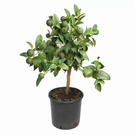 Цитрофортунела Лайм