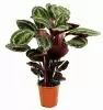 Калатея розиопикта
