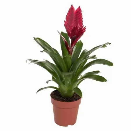 Вриезия Бордо Вриезия Бордо