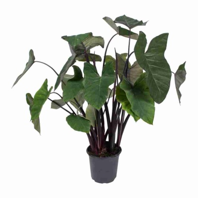 Ксантосома Джангл