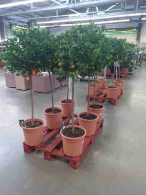 Цитрофортунелла Каламондин штамб