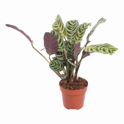 Ктенанта Бурле-Марксии