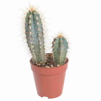 Цереус сизый