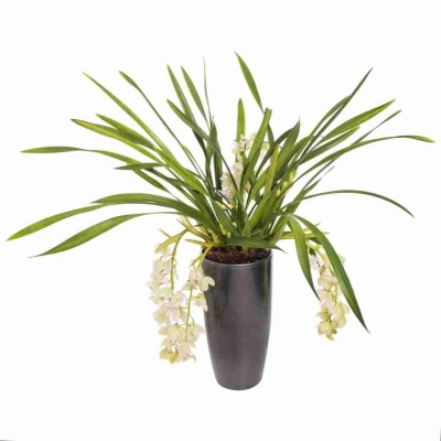 Цимбидиум Айс Каскад 