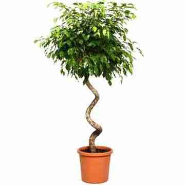 Фикус бенджамина Нитида Спираль