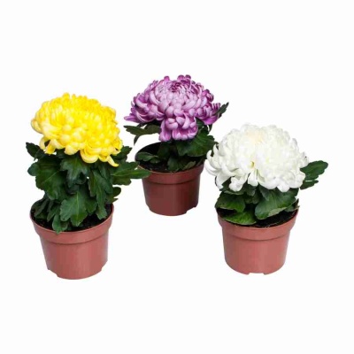 Хризантема Космо микс