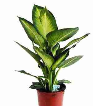 Диффенбахия Уайт Флейм