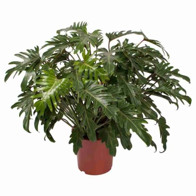 Филодендрон Ксанаду