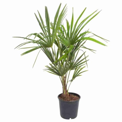 Трахикарпус Форчуна