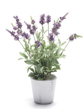 Шалфей искусственный