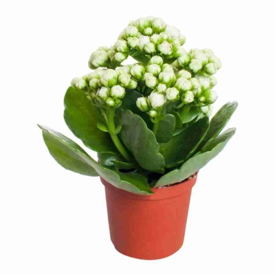 Каланхоэ каландива белое