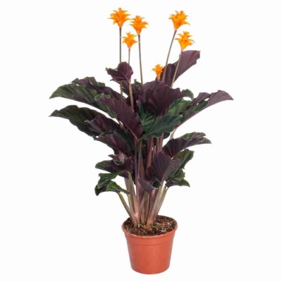 Калатея кроката Тассминия