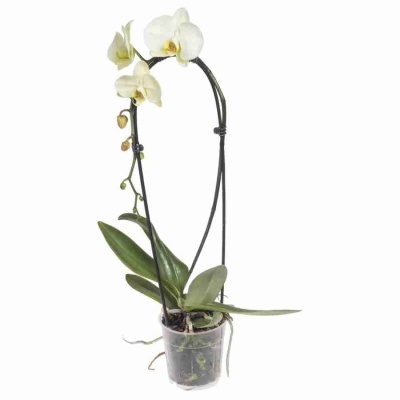 Фаленопсис Грин Драгон каскад 1 ст