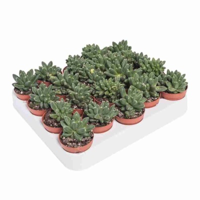 Эхеверия Блэк Принц