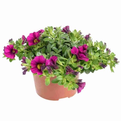 Сурфиния розовая