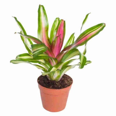 Неорегелия Фенси