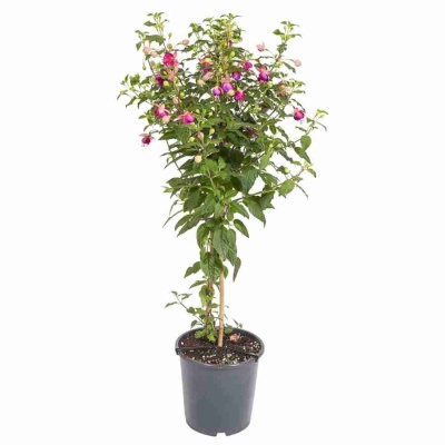 Фуксия Уолш Жубелтен