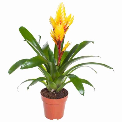 Вриезия Эвита