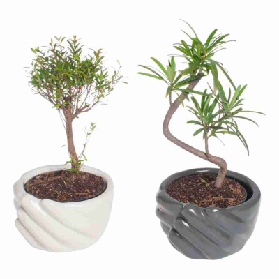 Бонсай Олива