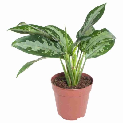 Аглаонема Юбилей