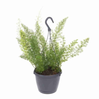 Аспарагус Мейерс