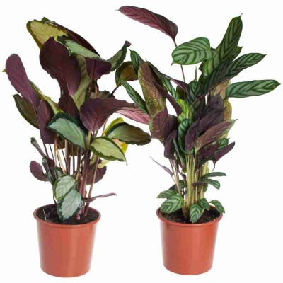 Калатея Микс