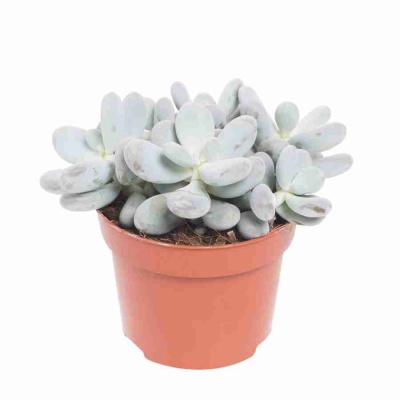 Крассула роджерси