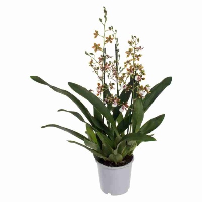 Камбрия Тропик Джангл каскад 3 ст