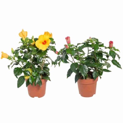 Гибискус Анкара