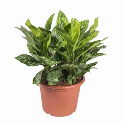 Аглаонема Кей Лайм