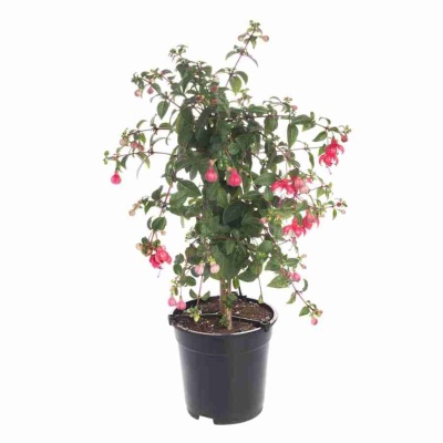 Фуксия на штамбе