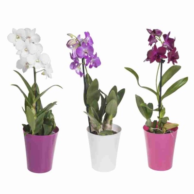 Дендробиум микс 1 ст