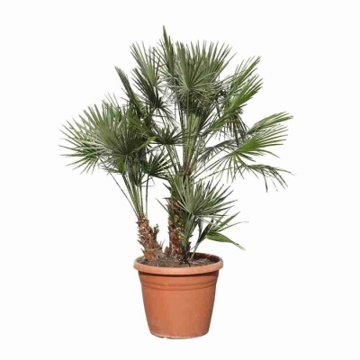 Хамеропс Приземистый Многоствольный