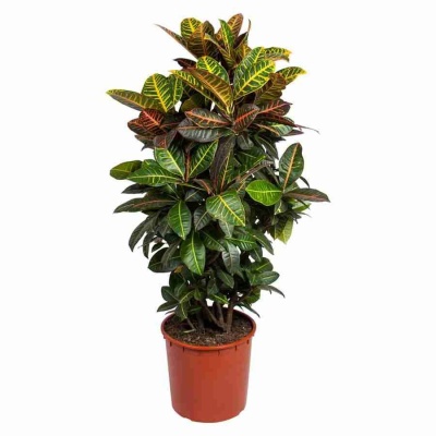 Кодиеум Петра разветвленный