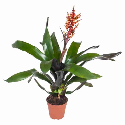 Эхмея Элегант красная