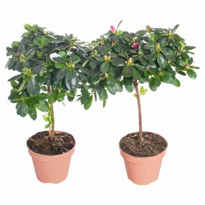 Азалия индика штамбовая микс