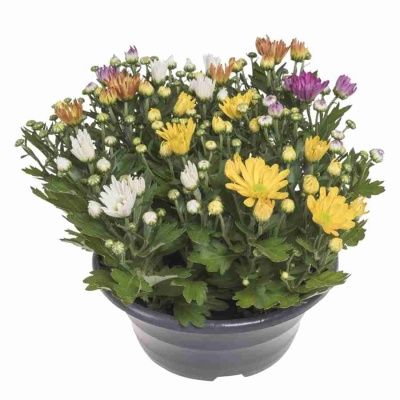 Хризантема Карнавал