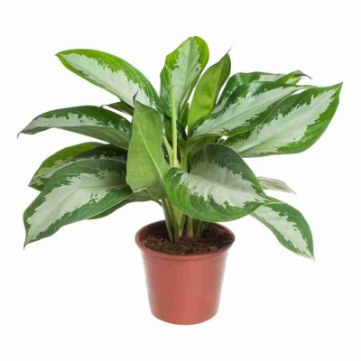 Аглаонема Паттая Бьюти