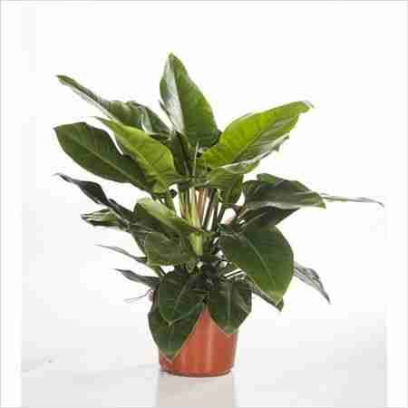 Филодендрон Империал Ред