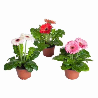 Гербера Parade