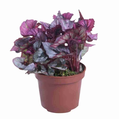 Бегония рекс Инка Флейм