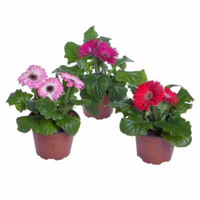 Гербера Дурора 